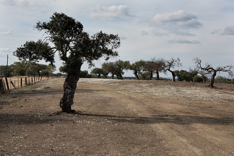 Dehesa at Barrancos, Portugal