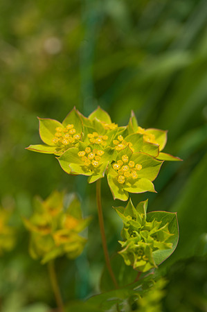 Bupleurum rotundifolium