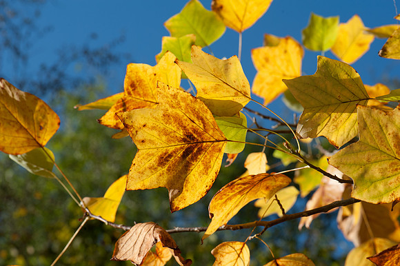 Autumn leaves, Winkworth