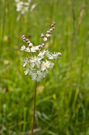 Filipendula vulgaris