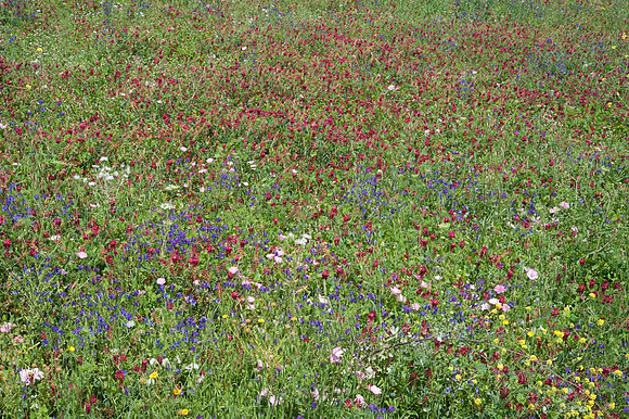 Flower meadow at Scopello