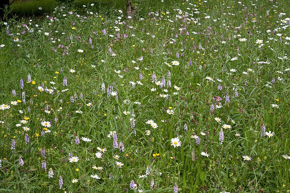 Dactylorhiza fuchsii