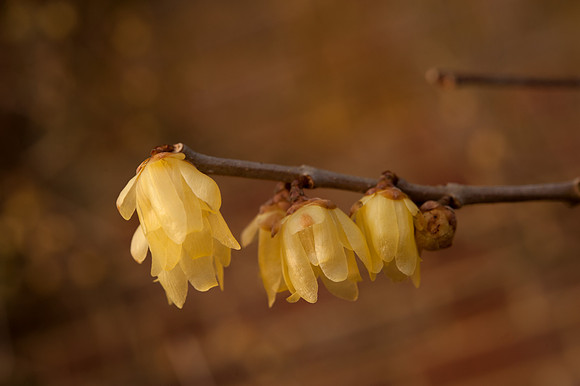 Chimonanthus praecox