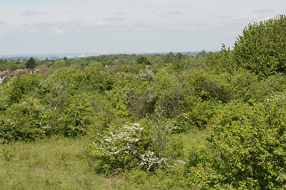 Howell Hill Nature Reserve