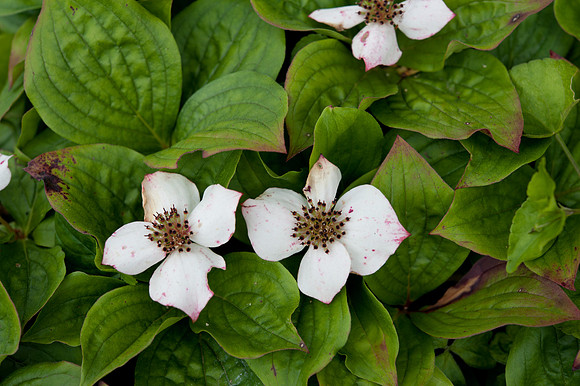 Chamaepericlymenum suecicum