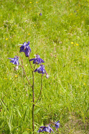 Aquilegia vulgaris