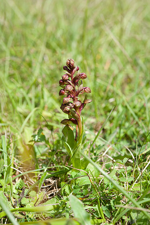 Dactylorhiza viride