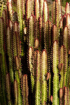 Euphorbia sp.