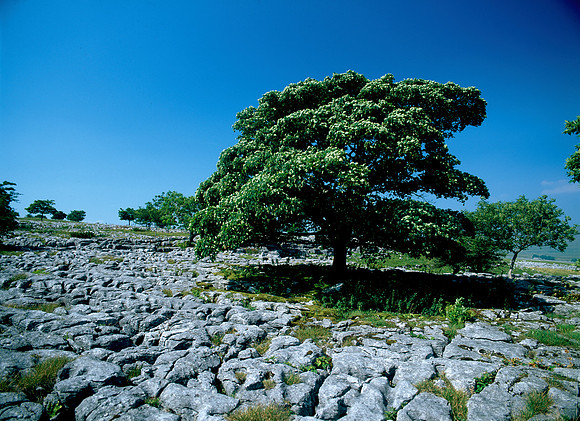 Southerscales Limesone Pavement, Ingelborough, Yorkshire Dales