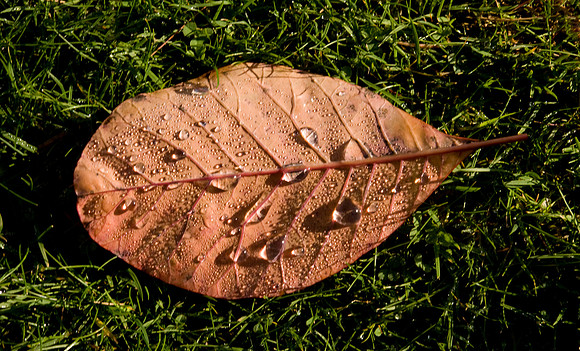 Leaf drop
