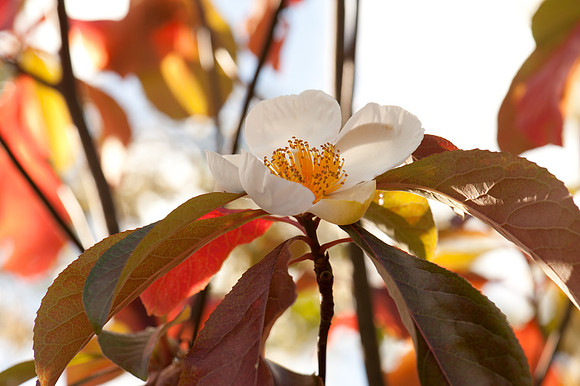 Franklinia alatamaha