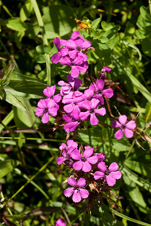 Dianthus sp. Slovenia