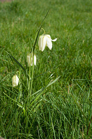 Fritillaria meleagris ssp. alba