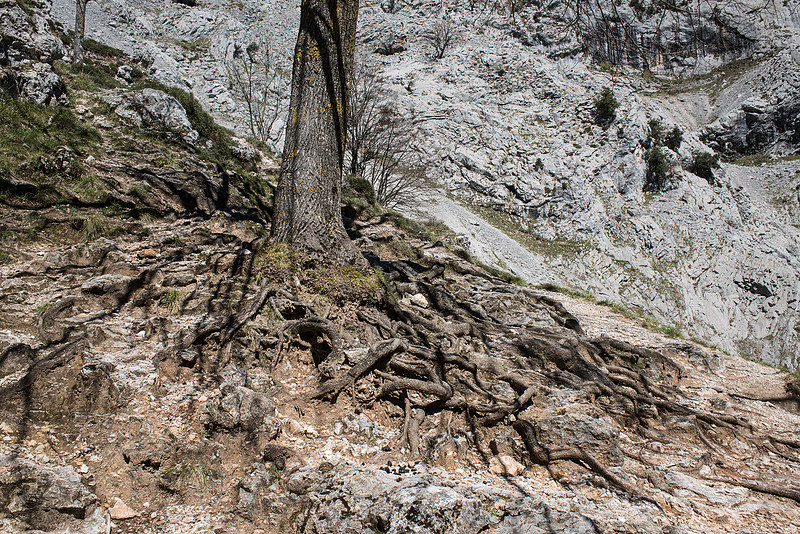 Tree-roots, Cares Gorge, Picos de Europa