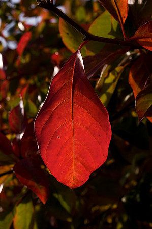 Autumn colour