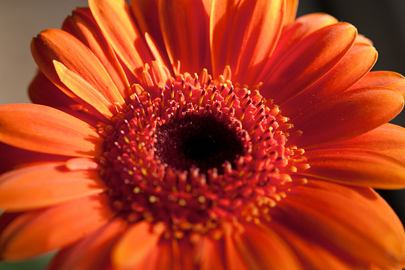 Gerbera