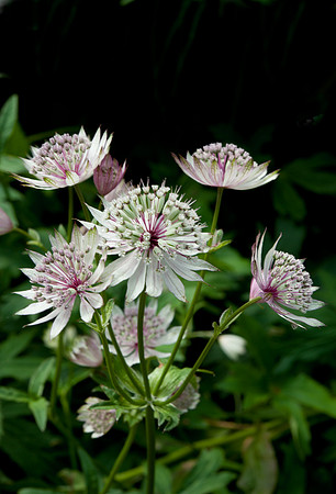 Astrantia major