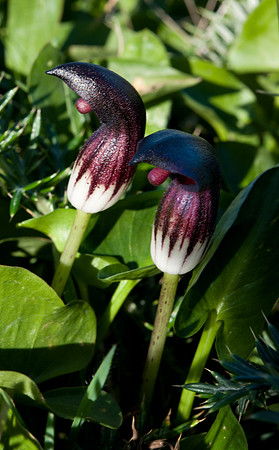 Arisarum vulgare