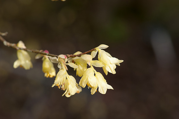 Corylopsis pauciflora