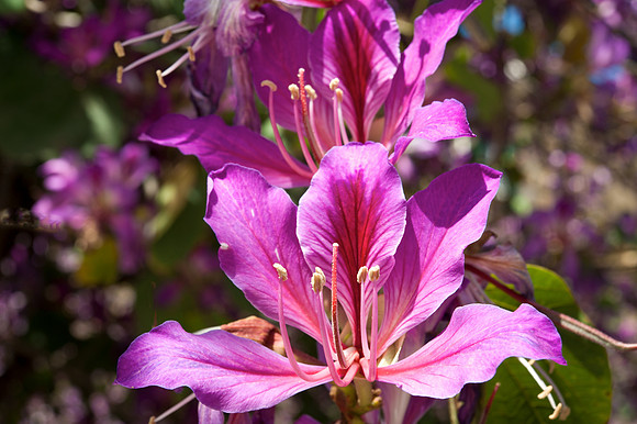 Bauhinia purpurea