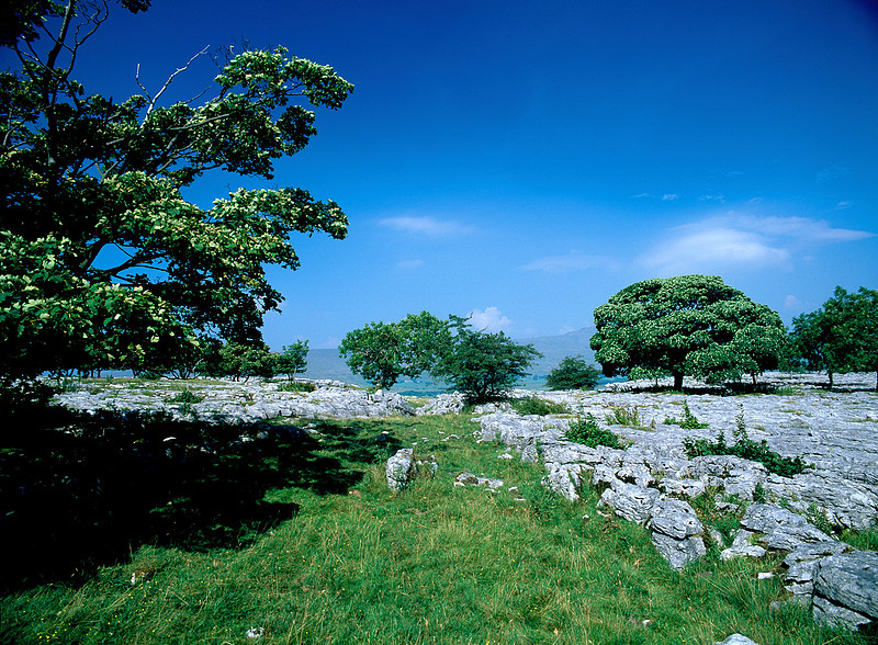Southerscales Limesone Pavement, Ingelborough, Yorkshire Dales