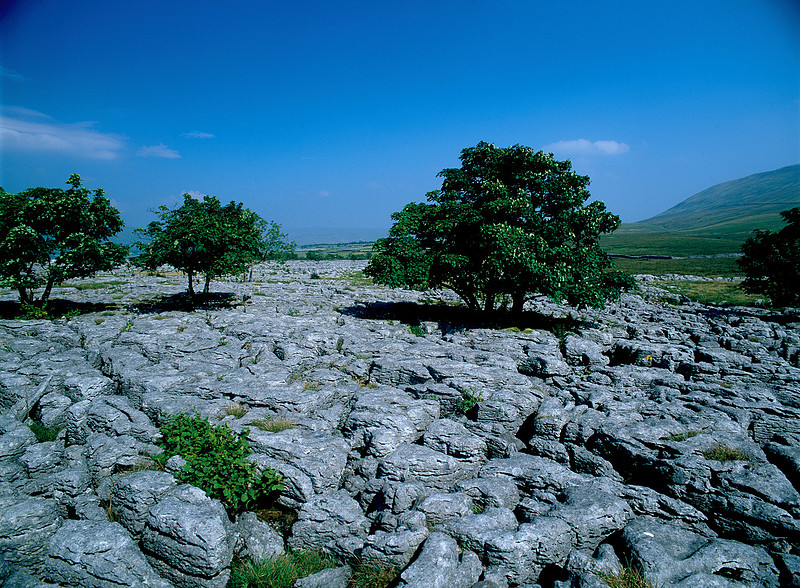 Southerscales Limesone Pavement, Ingelborough, Yorkshire Dales