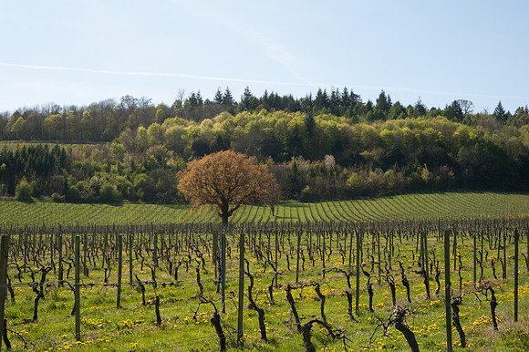 Denbies Vineyard