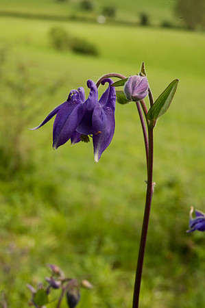 Columbine, Aquilegia vulgaris