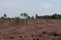 Ash Ranges