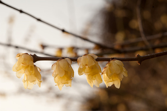 Chimonanthus praecox