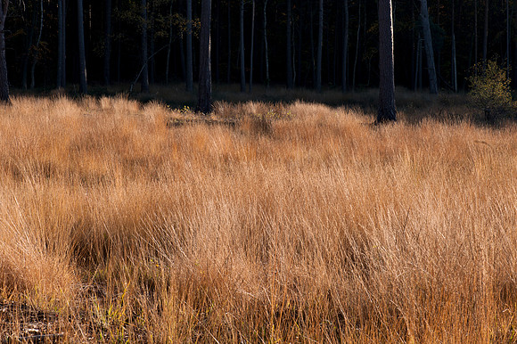 Oxshott Heath, Surrey