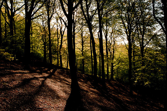 Leckhampton Wood