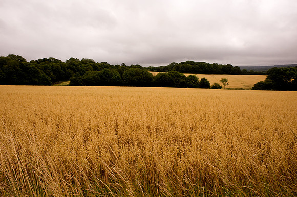 Sussex