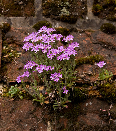 Erinus alpinus