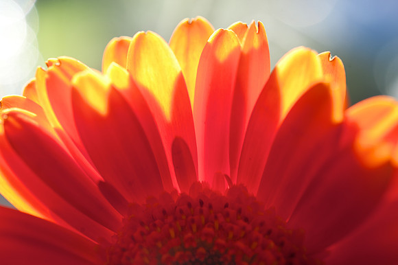 Gerbera