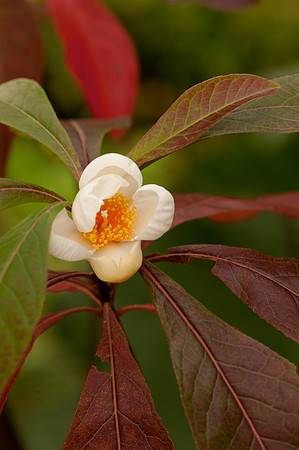 Franklinia alatamaha