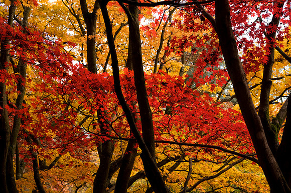 Autumn colour