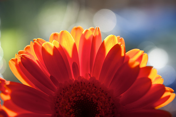 Gerbera