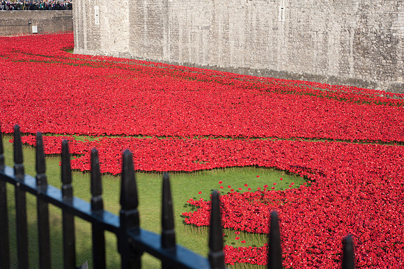 Tower of London Poppy Installation 2014