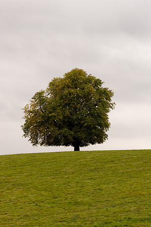 Compton Tree