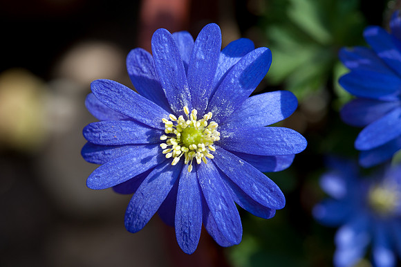 Anemone blanda
