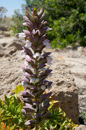 Acanthus mollis