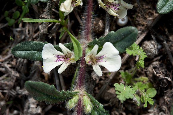Ajuga iva