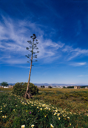 Agave americana