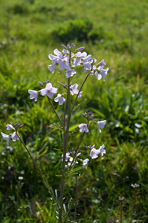 Cardamine praetensis