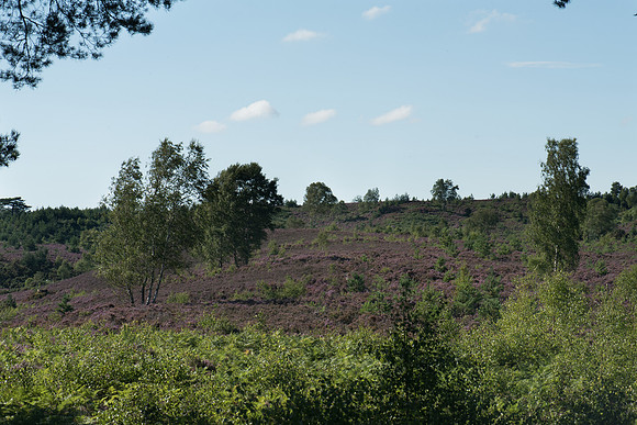 Thursley Nature Reserve