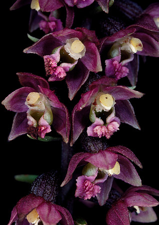 Epipactis atrorubens