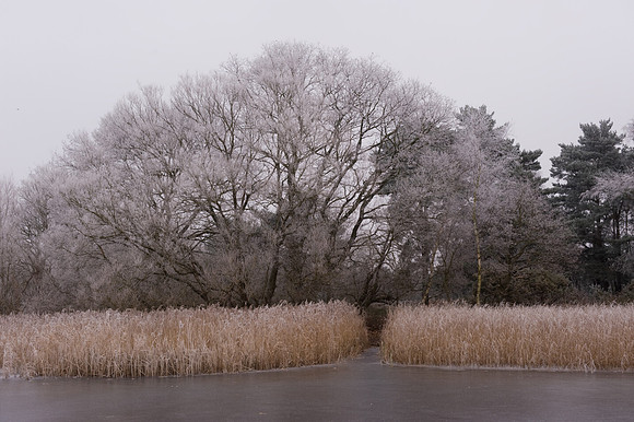 Frensham Pond