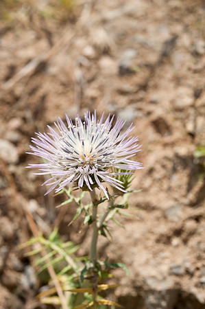 Galacites tomentosa