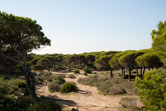 Torre de Taho, La Brena y Marismas de Barbate